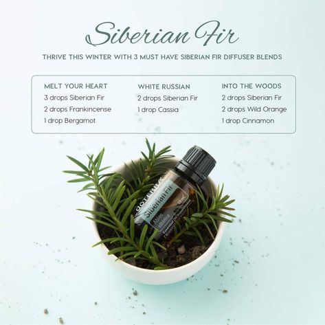 doTERRA | Siberian Fir Diffuser Blend| Siberian Fir Diffuser Blends, Christmas Tree Essential Oil, Christmas Tree Smell, Christmas Diffuser Blends, Terra Essential Oils, Natural Christmas Tree, Fall Essential Oils, Siberian Fir, Doterra Diffuser Blends