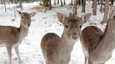 Deer In Snow Aesthetic, Winter Princess, Pink Xmas, Winter Fairy, I Love Winter, Christmas Feeling, Snow Angels, Winter Scenery, Winter Girls