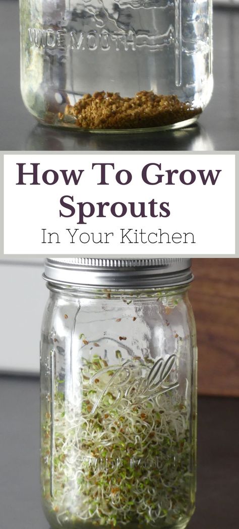 Mason jar with alfalfa sprouts in it Mason Jar Uses, Grow Alfalfa Sprouts, Alfalfa Sprouts Recipes, Sprouts In A Jar, Bean Sprouts Growing, How To Grow Sprouts, Grow Sprouts, How To Make Beans, Growing Beans