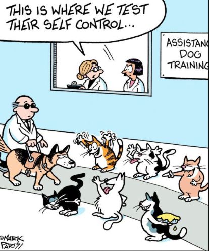 training - Off the Mark by Mark Parisi Pet Comics, Cat Funnies, Mark Parisi, Dog Comics, Cat Ages, Dog Fun, Cat Jokes, Buster Brown, Cartoon Strip