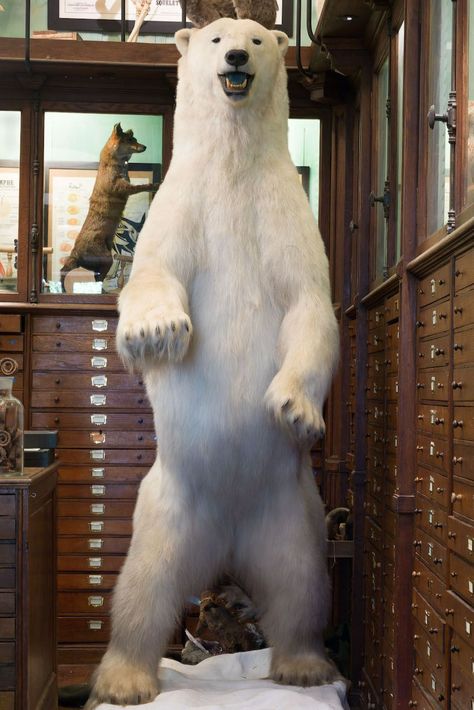 Polar bear standing on a platform in a specimen room Taxidermy Bear, Taxidermy Aesthetic, Bear Taxidermy, Polar Bear Standing, Bear Standing, Hunting Room, Trophy Rooms, Paris Images, Cabinet Of Curiosities