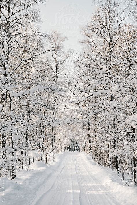 A snow covered road lined with trees in the Swedish countryside Winter Backgrounds Iphone, Swedish Countryside, Iphone Wallpaper Winter, Winter Road, Snow Pictures, Snow Photography, Snow Tree, Winter Szenen, Winter Illustration