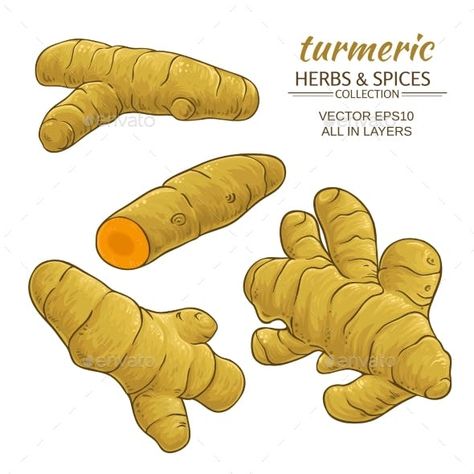 Turmeric Roots Set Spices Photography, Thai Spices, Ceylon Cinnamon, Turmeric Tea, Organic Turmeric, Turmeric Root, Art Idea, Vector Pattern, Fruit Trees