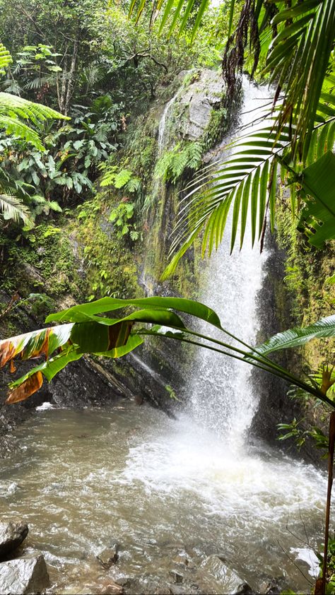 Puerto Rico El Yunque, Aesthetic Puerto Rico, El Yunque Puerto Rico, Tropical Caribbean, Tattoo Coverup, El Yunque Rainforest, Puerto Rico Trip, Deep Jungle, Jungle Forest