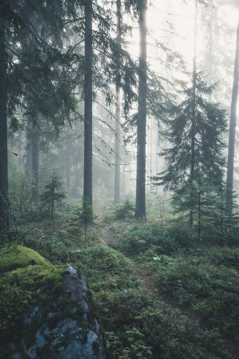 Early in the morning in the misty woods of central Finland [1440x2160] [OC]  Click the link for this photo in Original Resolution.  If you have Twitter follow twitter.com/lifeporn5 for more cool photos.  Thank you author: https://bit.ly/2W31GwN  Broadcasted to you on Pinterest by pinterest.com/sasha_limm  Have The Nice Life! Misty Woods, Dark Naturalism, Earth Pictures, Early In The Morning, Forest Floor, Cabins In The Woods, Dark Forest, Nature Aesthetic, Pretty Places