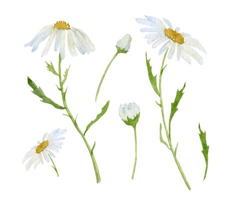 Daisy Vector, Daisy Flower Drawing, Cute Flower Drawing, Watercolor Daisy, Modern Watercolor Art, White Blossom, Flower Line Drawings, Daisy Art, Lily Painting