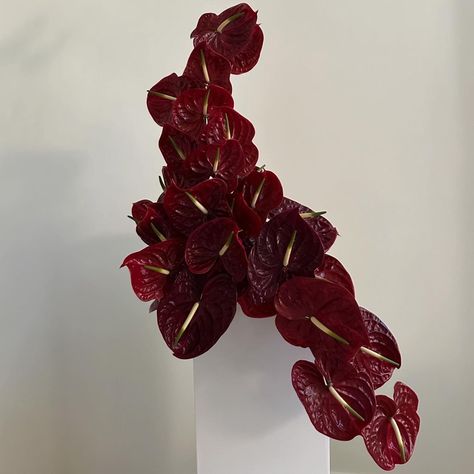 Cherry Coded, Exotic Bouquet, Anthurium Arrangement, Anthurium Bouquet, Dark Red Flowers, Vegas Bride, Anthurium Plant, Anthurium Flower, Proverbs 19