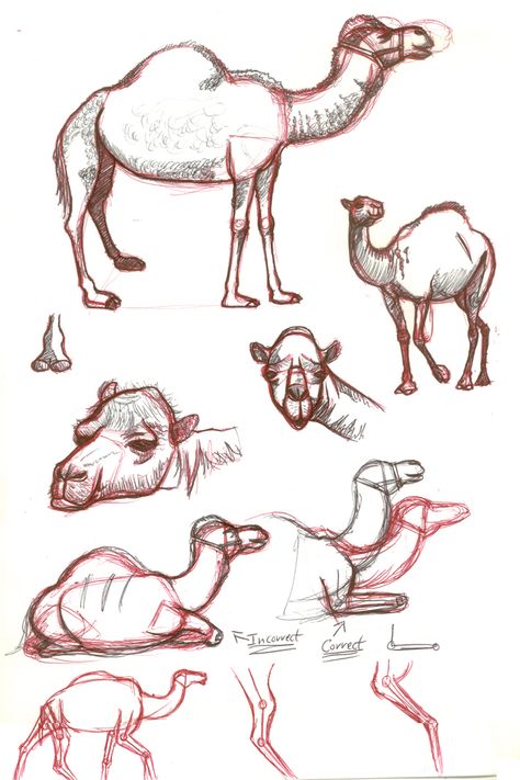 artists drawings of camels | Camel sketches by astrocity20 on DeviantArt Camel Drawing, Camels Illustration, Camels Art, Arabic Art, Drawing Images, Animal Sketches, Drawing Techniques, 그림 그리기, Animal Paintings