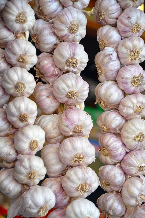 Strands of garlic bulbs | Strands of garlic bulbs at market Night Creatures, Garlic Bulbs, Garlic Bulb, The Pillow, Creatures Of The Night, Samhain, Fitness Inspiration, Still Life, The Magic