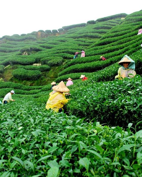 India's diverse ecosystems, from Darjeeling's tea estates shrouded in morning mist to the verdant terrains of Kerala's Munnar and the lush expanses of Assam, serve as a direct muse for Casa Amarosa's design language. 🌿⁠ ⁠ In our photos are tea estates across India��⁠ 1. Munnar⁠, Kerala ⁠ 2. Darjeeling, West Bengal⁠ 3 Guwahati, Assam⁠ ⁠ 📸Credit @IncredibleIndia⁠ ⁠ ⁠ ⁠ ⁠ ⁠ #india #home #decor #teaaddict #northeastindia #green #design⁠ #homedecor #mountain #mood #tropical #spring Assam Tea Garden Photography, Assam Culture Art, Assam Culture, Munnar Kerala, Assam Tea, Darjeeling Tea, India Home Decor, Tea Estate, Northeast India