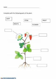 Parts of the plant 1 grade Language: English Grade/level: Grade 1 School subject: Natural Science Main content: Plants Other contents: Science Primary 1 Worksheet, Science Worksheet For Class 3, Worksheets For Grade 1 Evs, Class 1 Science Worksheet, Plants Around Us Worksheet For Grade 1, Evs Worksheets For Grade 1, Class 1 Evs Worksheets, Plants Grade 1, Science For Grade 1 Worksheets