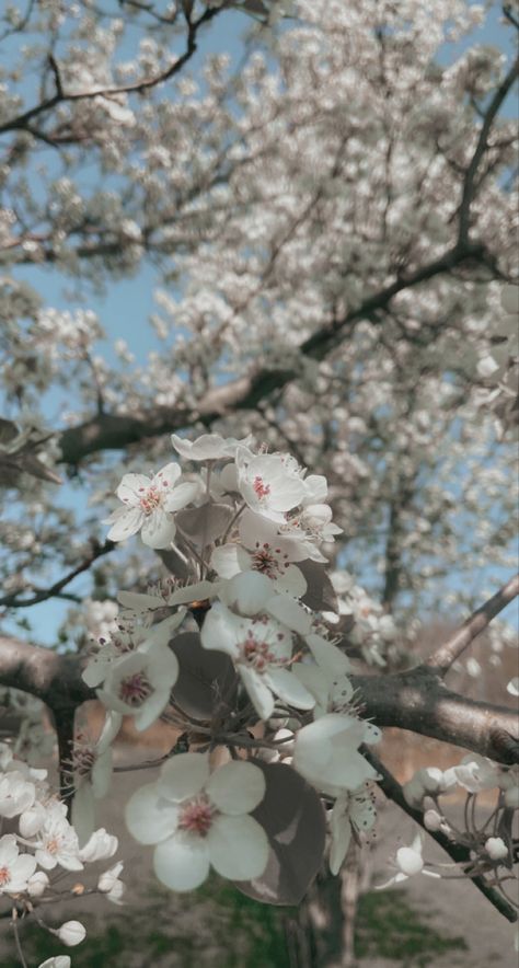 Jacquelyn Aesthetic, Cherry Tree Aesthetic, Flower Asthetics Photos, Asthetics Photos, White Sunset, Tree Aesthetic, Flowers Photo, Flowers White, Cherry Tree