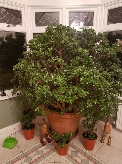 6 yr old Jade plant in the UK, fed weekly with miracle grow, stands in water, South facing window, outside in summer. China Doll Plant, Plant Nanny, Weird Trees, Jade Tree, Miracle Grow, Jade Plant, China Doll, Cleaver Knife, Crassula Ovata