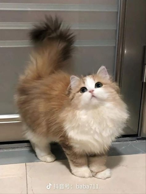 Cute Cat Fluffy, Ragdoll Cat Orange, Cute Cats Fluffy, Fluffy Orange And White Cat, Pretty Cats Aesthetic, Cute Fluffy Cats, Fluffy Cat Breeds, Cute Fluffy Kittens, Fluffy Cats