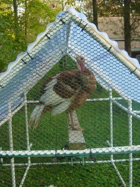 pvc pipe chicken tractor | ... pvc turkey tractor i took the standard pvc chicken tractor design and Turkey Tractor, Chicken Run Ideas Diy, Chicken Run Ideas, Raising Turkeys, Urban Chicken Farming, Tractor Design, Turkey Farm, Portable Chicken Coop, Egg Laying Chickens