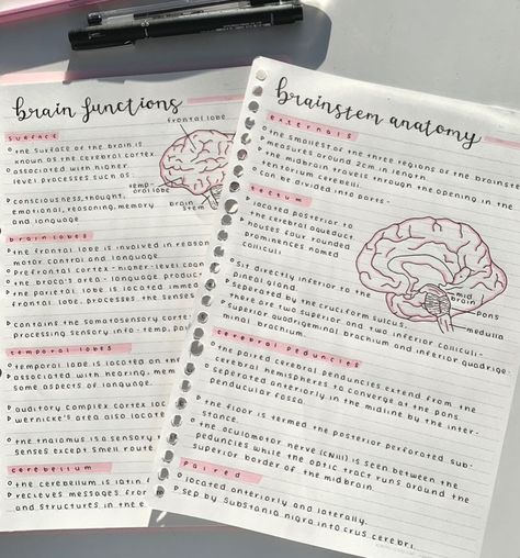 Pink aesthetic medical notes revision Anatomy Of Brain, Aesthetic Study Notes, Brain Study, Notes Inspo, Cerebral Cortex, Aesthetic Study, Pineal Gland, Studying Inspo, Brain Function