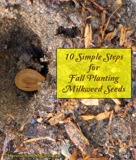 Fall Planting Milkweed Seeds- 10 Simple Steps! Seeds Storage, Planting Milkweed, Raising Monarch Butterflies, Monarch Butterfly Garden, Butterfly Garden Plants, Milkweed Seeds, Milkweed Plant, Fall Planting, Edible Seeds