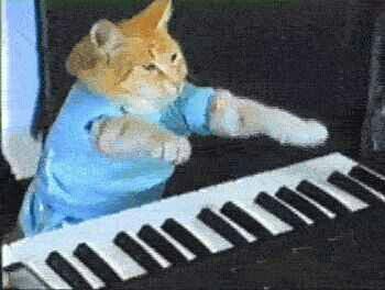 Piano cat Keyboard Cat, Best Cat, Cat Memes, Keyboard, Piano, Orange, Memes