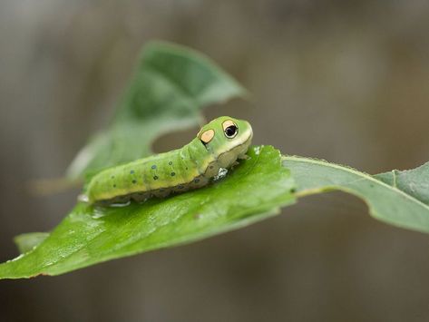 Spicebush swallowtail caterpillar & 10 remarkable caterpillars and what they become. Spicebush Swallowtail Butterfly, Regal Moth, Flannel Moth, Swallowtail Caterpillar, Spicebush Swallowtail, South American Rainforest, Butterfly Caterpillar, Cecropia Moth, Identify Plant