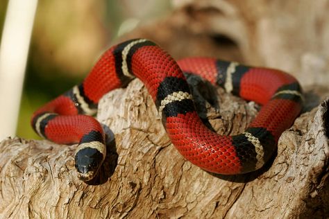 Scarlet King, Venomous Snake, Milk Snake, King Snake, Poisonous Snakes, Pretty Snakes, Coral Snake, Ring Pattern, Snake Venom