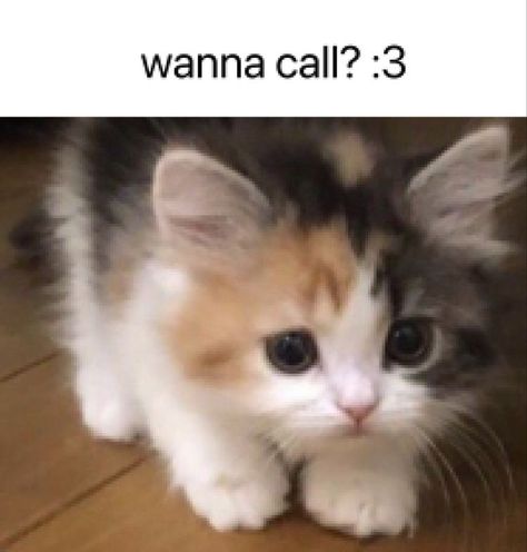 I Love You Cat Reaction Pic, Cat Flipping You Off, Thank You Cat Meme, Disgusted Cat, Skrunkly Cat, Annoyed Cat, Cat Reaction, Wanna Call, Silly Cats Pictures