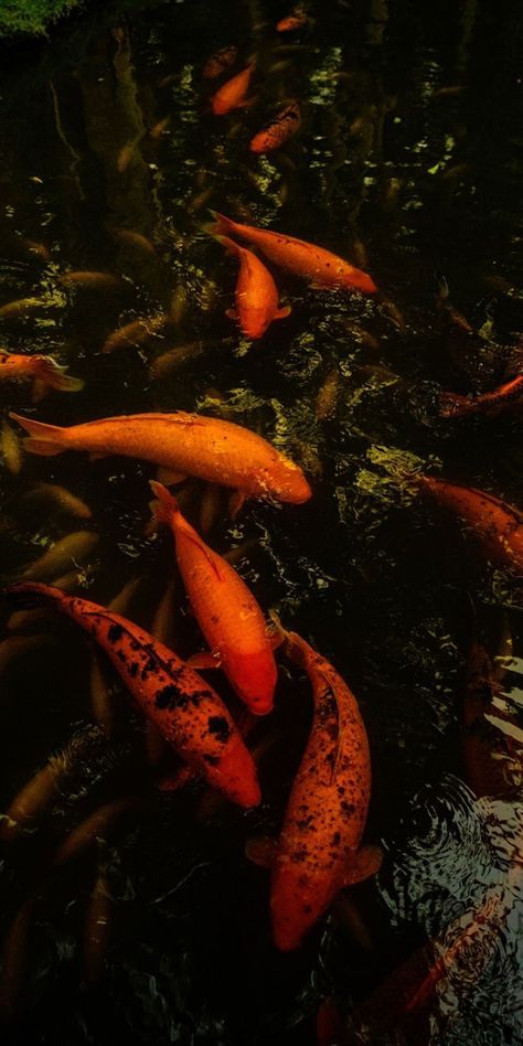 Koi Fish Pictures, Fish Images, Fish Pictures, Orange Koi, Fish Wallpaper, Iphone Homescreen Wallpaper, Hippie Wallpaper, Iphone Wallpaper Photos, Orange Aesthetic