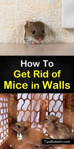 Chewed through plastic bags, scratching noises in the walls, and unexplained black shiny droppings all point to a mouse problem in your home. Learn how to use peppermint oil and other pest control methods to get rid of mice in walls. #mouseproblem #pestcontrol #micewall Mouse In The Wall, Mouse Repellent Diy, Mice In House, Mouse Deterant, Diy Mice Repellent, Mouse Poison, Mouse Repellent, Mouse In The House, Mice Infestation