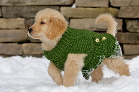 Puppy fashion Dogs Training, Golden Puppy, Dog Rules, Puppy Clothes, Golden Retriever Puppy, Retriever Puppy, Beloved Dog, Dogs Golden Retriever, Sweet Animals