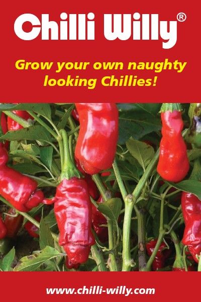 Chilli Willy Peppers, Lavender and Blueberry: Chilli Willy Seeds ... Chilli Plant Care, Fast Growing Vegetables, Chilli Plant, Growing Peppers, Hot Pepper Seeds, Pepper Plants, Pepper Seeds, Home Vegetable Garden, Seed Company