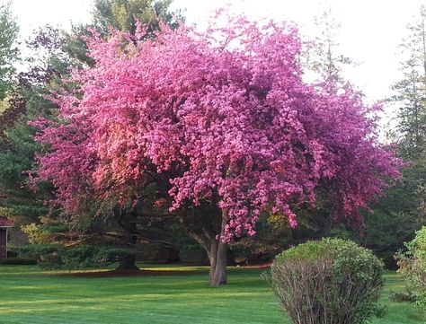 Kwanzan Cherry Tree - Gardenerdy Cherry Tree Garden, Kwanzan Cherry Tree, Yoshino Cherry Tree, Ornamental Cherry, Weeping Cherry Tree, Black Cottage, Flowering Cherry Tree, Tree Growth, Tree Seedlings