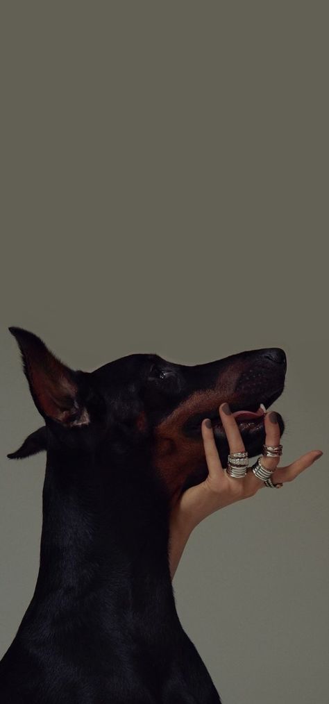 Doberman Wallpaper, Doberman Aesthetic, Vogue Wallpaper, Black Doberman, Xl Art, Doberman Puppy, Art Square, Doberman Dogs, Black And White Photograph