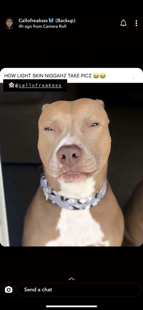 Light Skin Dog, Dog Meme, Black Memes, Funny Asf, Entertaining Quotes, Puppy Lover, Relatable Post Funny, Funny Messages, Funny Vid