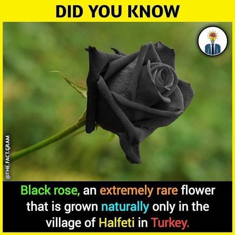 I never knew they actually existed. #flowers🌸 #roses🌹 #authorsofinstagram Fun Facts Mind Blown, Wierd Facts, Psychological Facts Interesting, Unique Facts, True Interesting Facts, Interesting Facts About World, Cool Science Facts, India Facts, Amazing Science Facts