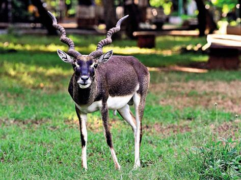 Also known as the “Indian antelopes,” or “ black buck,” blackbucks are large mammals that live in several areas of Asia. Blackbucks generally have two different subspecies, which include the northwestern blackbuck and the southeastern blackbuck. Nevertheless, scientists still believe that the subspecies might actually be different species. If they are in fact separate species, then they must be closely related. Continue reading to find out more about the blackbuck. Classification... Gir Forest, Black Buck, Different Species, Wildlife Reserve, Kingdom Animalia, Wildlife Sanctuary, Scientists, Sprouts, Animals Wild