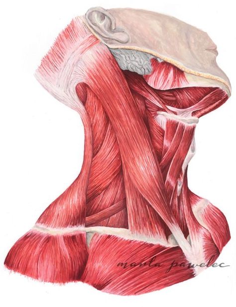 Illustration Anatomy, Human Muscle Anatomy, Medical Drawings, Beautiful Pencil Drawings, Anatomy Sculpture, Human Body Anatomy, Human Anatomy Drawing, Muscle Anatomy, Human Figure Drawing