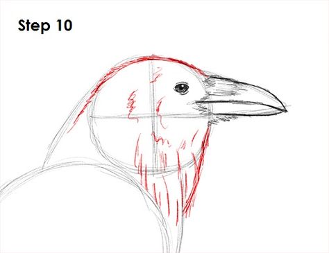 Raven Crow Drawing 10 Draw A Hummingbird, Animal Drawing Tutorial, Hummingbird Art Drawing, Hummingbird Sketch, Hummingbird Drawing, Crows Drawing, Animal Tutorial, Bird Reference, Drawing Birds