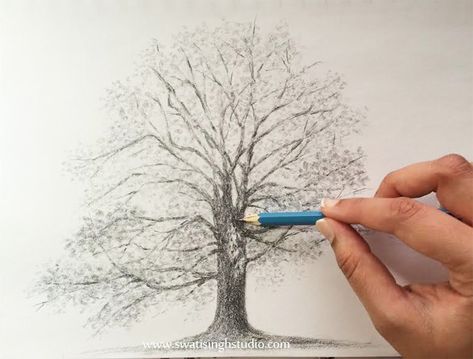 Cherry Blossom Tree Blossom Tree Drawing Pencil, Hb Pencil, Blossom Cherry, Tree Drawings Pencil, Cherry Blossom Festival, Floral Drawing, Blossom Tree, Tree Drawing, Cherry Blossom Tree