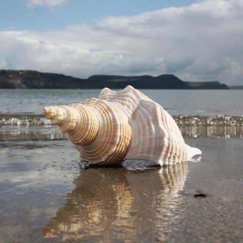 Pretty Shells, Seashells For Sale, Seashells Photography, Beachy Art, Daughter Of Poseidon, Orange Highlights, Driftwood Mirror, Sea Plants, Peachy Orange