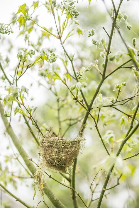 Tree With White Flowers, White Flowering Trees, Spring Images, Spring Birds, Spring Mood, Spring Pastels, Green Spring, Spring Sign, Spring Aesthetic