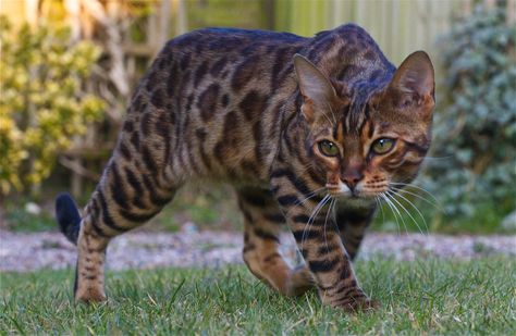 Cat Crouching Reference, Cat Prowling Reference, Cat Stalking Reference, Cat Dynamic Pose, Cat Reference Poses, Warrior Cat Side Profile, Cat About To Pounce, Cat Snarling Reference, Dynamic Cat Poses