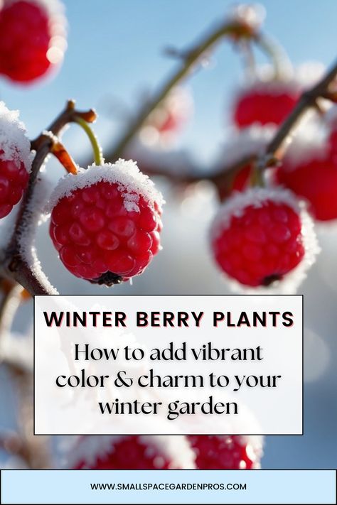 Brighten your garden during the cold months with winter berry plants! Discover the best varieties that add vibrant color and charm to your garden. Our guide covers top berry plants that thrive in winter, offering tips on planting and care to keep your garden beautiful year-round. Perfect for gardeners looking to enhance their winter landscape. #WinterBerryPlants #GardeningTips #WinterGarden #ColorfulGarden #YearRoundBeauty #BerryPlants Winter Garden Ideas, Winterberry Holly, Landscape Winter, Winter Berry, Berry Plants, Christmas Berries, Berry Bushes, Rooting Hormone, Garden Beautiful