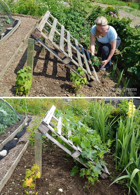 No Tools Required DIY Pallet Cucumber Trellis • Lovely Greens Cucumber Trellis Diy, Lovely Greens, Garden Ideas To Make, Cucumber Trellis, Diy Trellis, Diy Gardening, Veg Garden, Pallet Garden, Pallets Garden