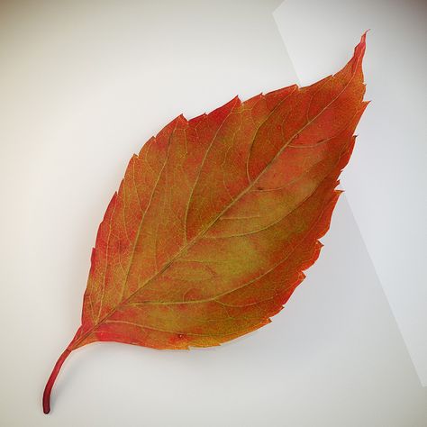 Elm Leaf, Red Autumn Leaves, Leaf Roses Autumn Leaves, Autumn Leaf Photography, Close Up Leaf Photography, Leaf Images, Plant Life, Rock Art, Autumn Leaves