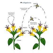 Cross Pollination, Plant Names, Corn Plant, Baby Blocks, All About Plants, Mammals, Planting Flowers, Plants, Flowers