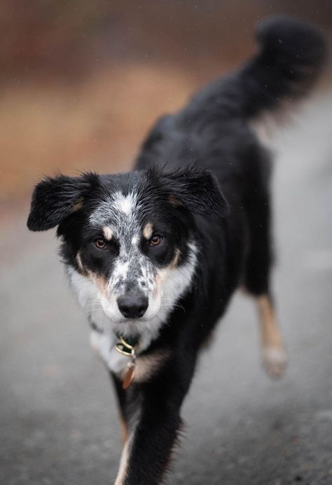 Black Border Collie, Real Wolf, Mutt Dog, Heeler Dog, Dog Breeds List, Dog Poses, Real Dog, Cute Dog Pictures