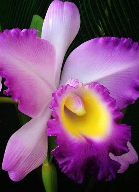 Purple Flowers Garden, Orchid Photography, Cattleya Orchid, Gum Paste Flowers, Unusual Flowers, Purple Orchids, Beautiful Orchids, Beautiful Flowers Wallpapers, Orchid Flower