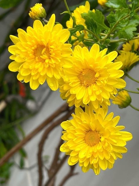 Chrysanthemums Flower, Hd Flowers, Yellow Chrysanthemum, Good Morning Flowers Rose, Good Morning Flowers Pictures, Flowers Photography Wallpaper, Flower Video, Flowers Gif, Wonderful Flowers