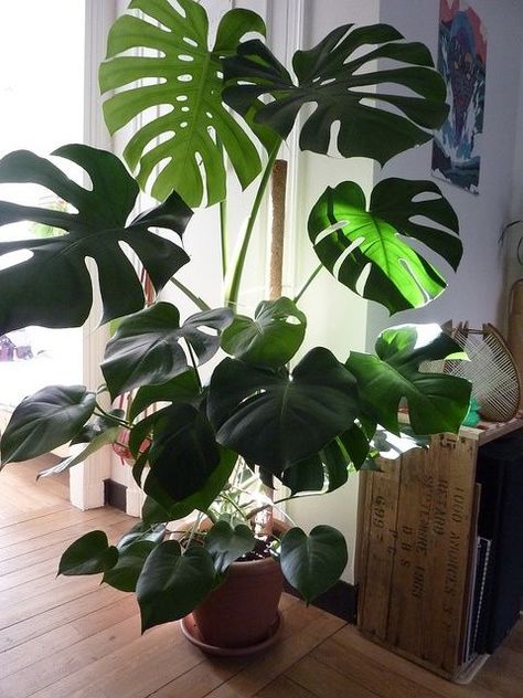 I love this post because I have every one of these plants. It's very accurate information and has helped me with one of the problems I was having with my palm before it too bad #determinedtohaveagreenthumb Indoor Palms, Large Indoor Plants, نباتات منزلية, Trendy Plants, Philodendron Monstera, Inside Plants, Growing Plants Indoors, Best Indoor Plants, Indoor Gardens