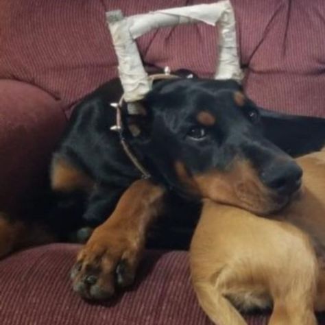 Lost Dog- Grand Rapids- Doberman Pinscher- Female Date Lost: 09-30-2020 Dog's Name: Girl Breed of Dog: Doberman Pinscher Gender: Female Closest Intersection: 4th ave & 13th street SE City where Lost: Grand Rapids Zip Code 55744 County: Itasca Color: Black / Tan Dog's Age: Young Dog's Size: Medium Any information on how lost description etc: She is wearing a pink spike collar and a camo remote training collar. Her ears are cropped she had tape on them when she went missing. She is very friendly a Dog Doberman, Name Girl, Dog Ages, Training Collar, Losing A Dog, Doberman Pinscher, Girl House, Zip Code, Grand Rapids