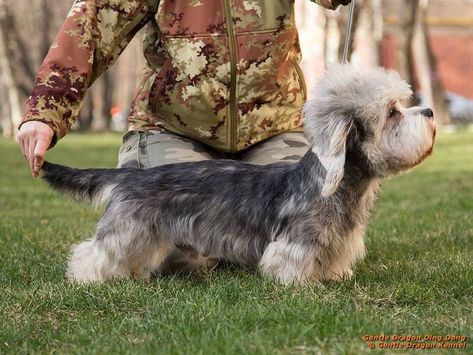 Name - Gentle Dragon Ding Dong.  20 Months Breed ➡️ Dandie Dinmont Terrier #dandiedinmontterrier  From Gentle Dragon Kennel Dandie Dinmont Terrier, Every Dog Breed, Terrier Breeds, Group 3, Ding Dong, Mixed Breed Dogs, Healthy Dogs, Mixed Breed, Mans Best Friend